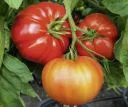 Fleischtomate Bid Daddy F1
