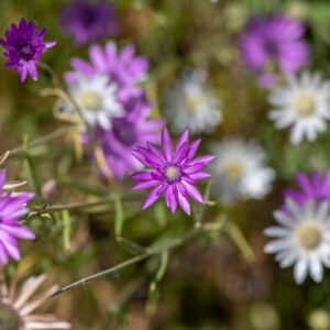 Einjährige Papierblumen Mischung Bio