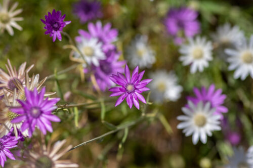 Einjährige Papierblumen Mischung Bio