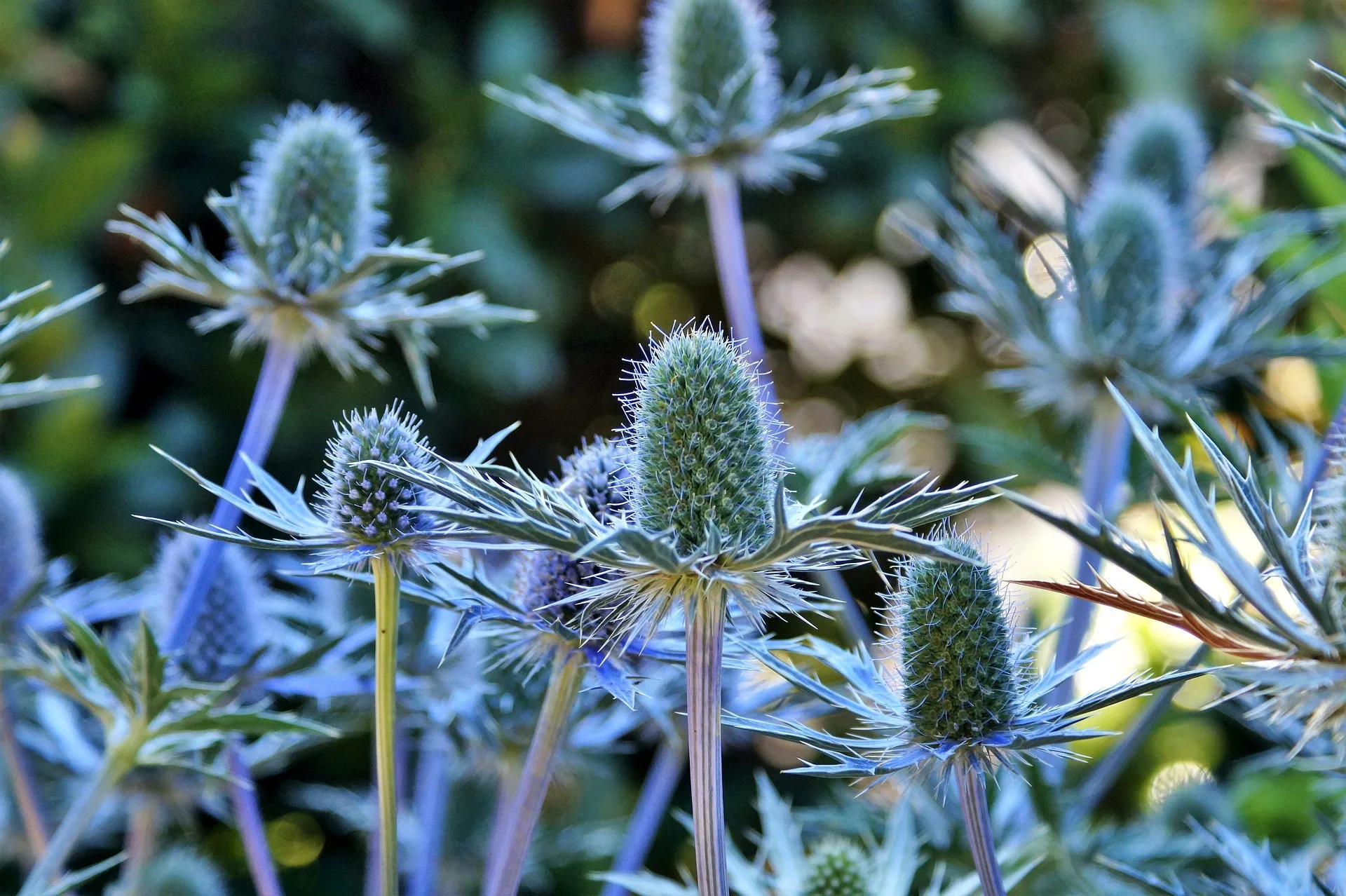 Alpen-Distel