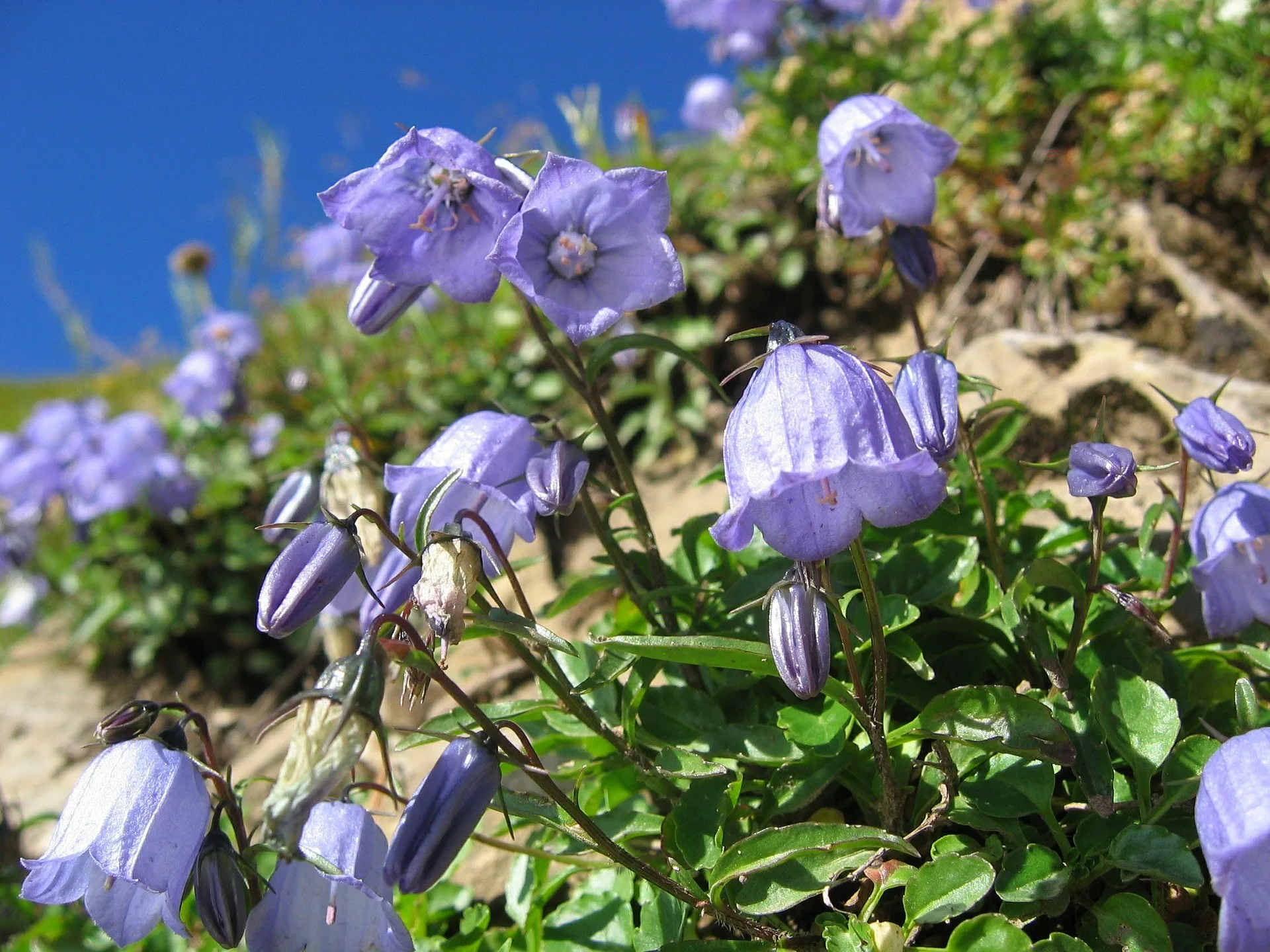 Alpen-Glockenblume