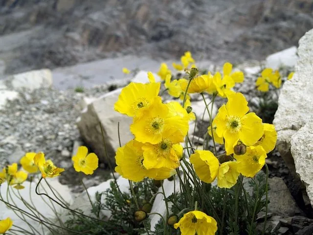 Alpen - Mohn