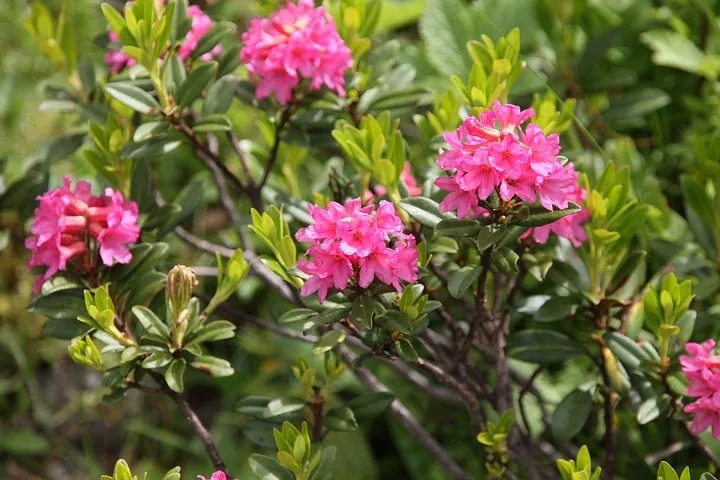 Alpenrose, Almrausch
