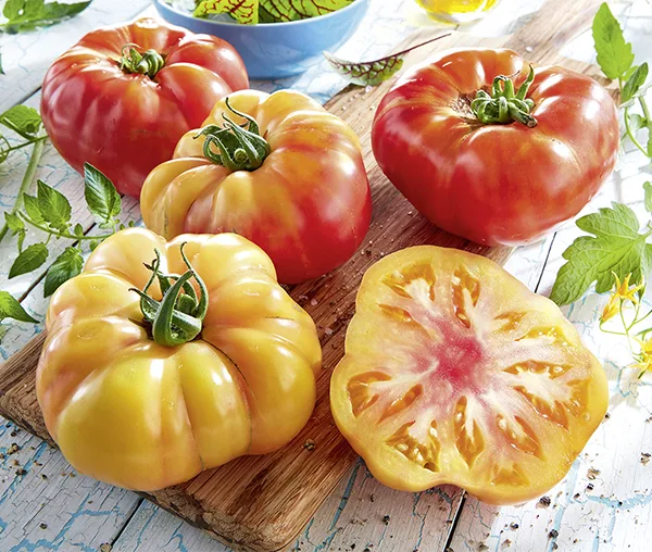 Ananas Tomate - Französische Selektion