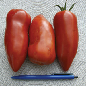 Andenhorn Tomate Andine