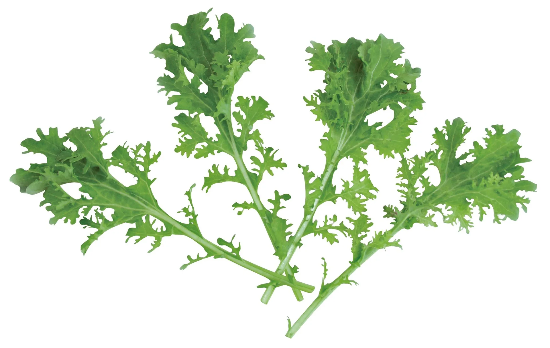 Asia Greens Blattsenf Frizzy Joe