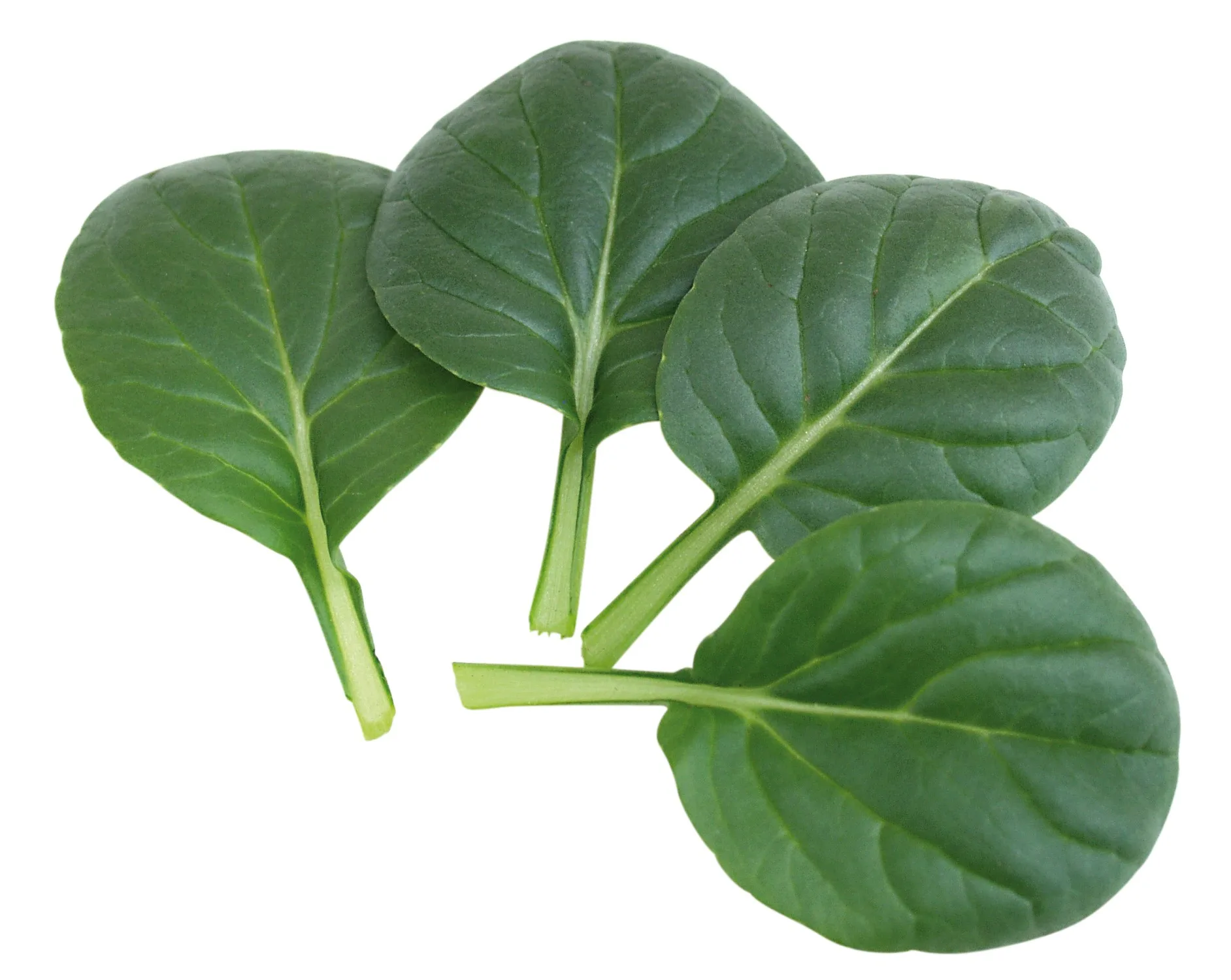 Asia Greens Tatsoi Tama