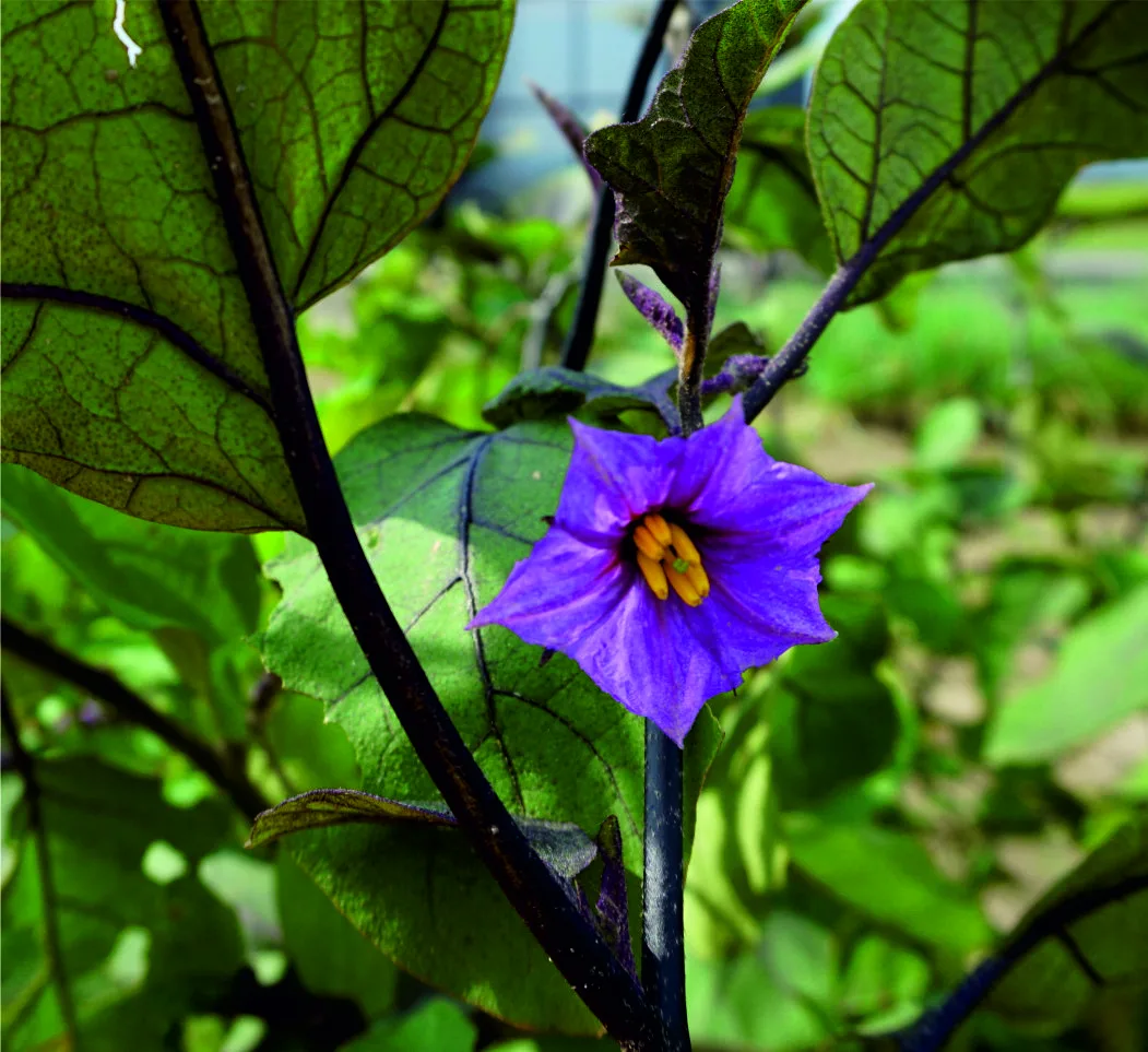 Aubergine Eierbaum