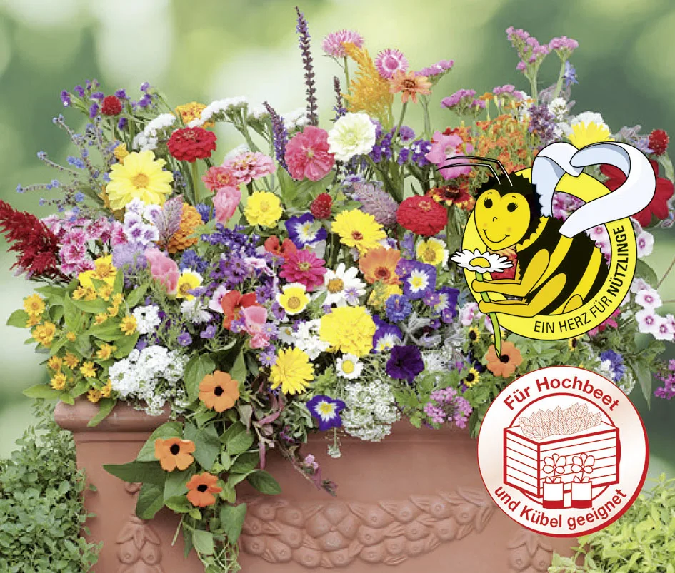 Balkonkasten Blumen, pflegeleichte Mischung