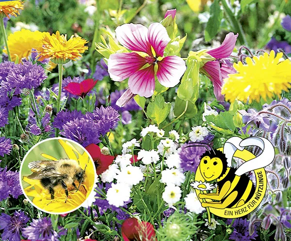 Bienenfutter Pflanzen, 1-jährige Mischung