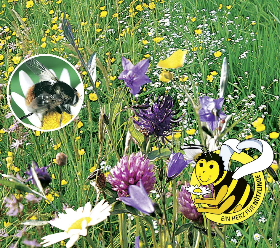 Bienenfutter Pflanzen, mehrjährige Mischung