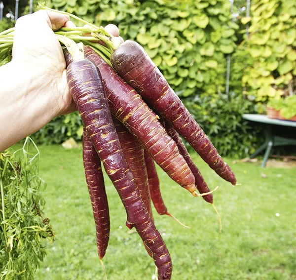 Blaue Möhre Purple Sun F1