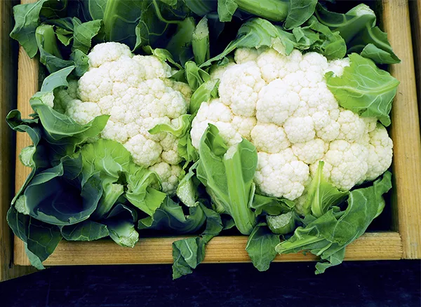 Blumenkohl Candid Charm F1