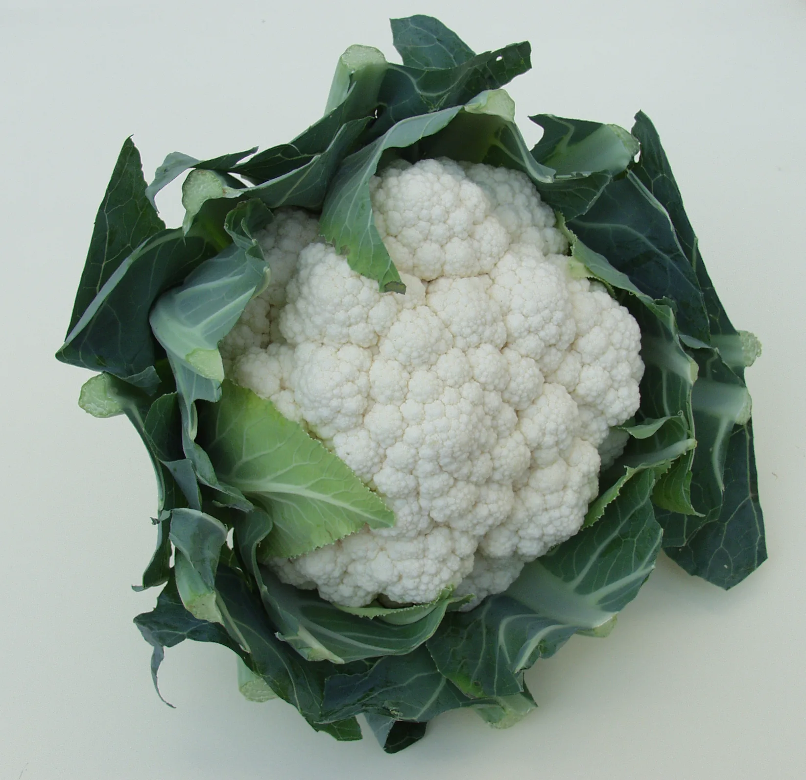 Blumenkohl Neckarperle