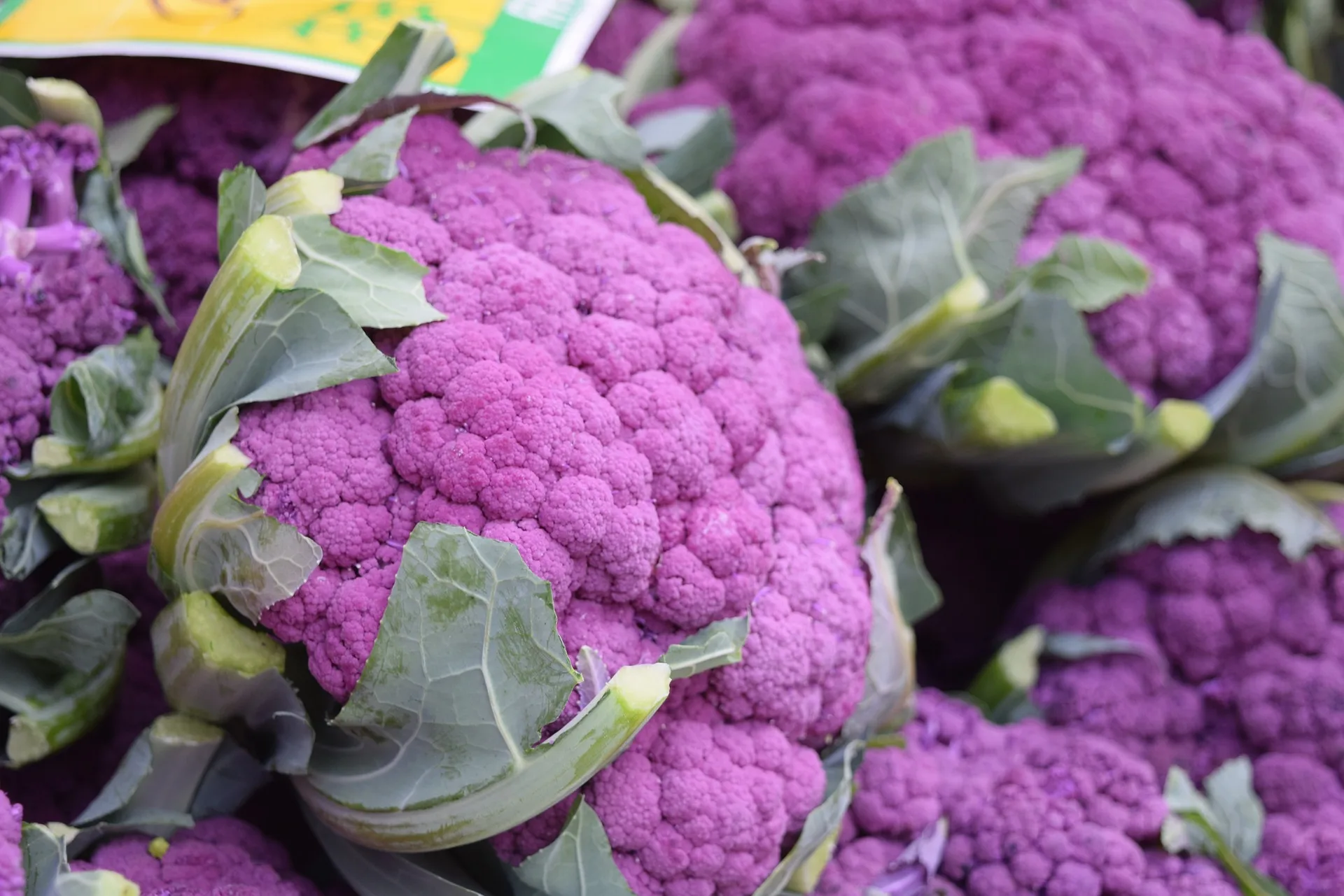 Blumenkohl di Sicilia violetto Bio