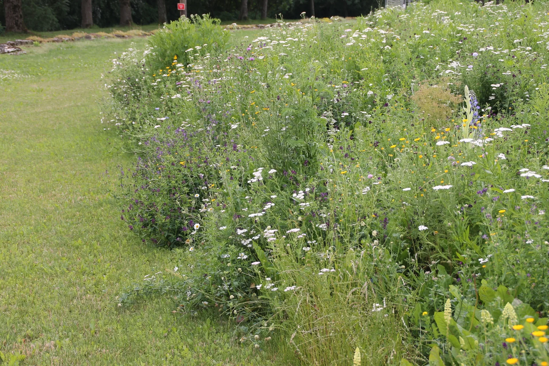 Blumenmischung Blühende Landschaft RH (10 g)
