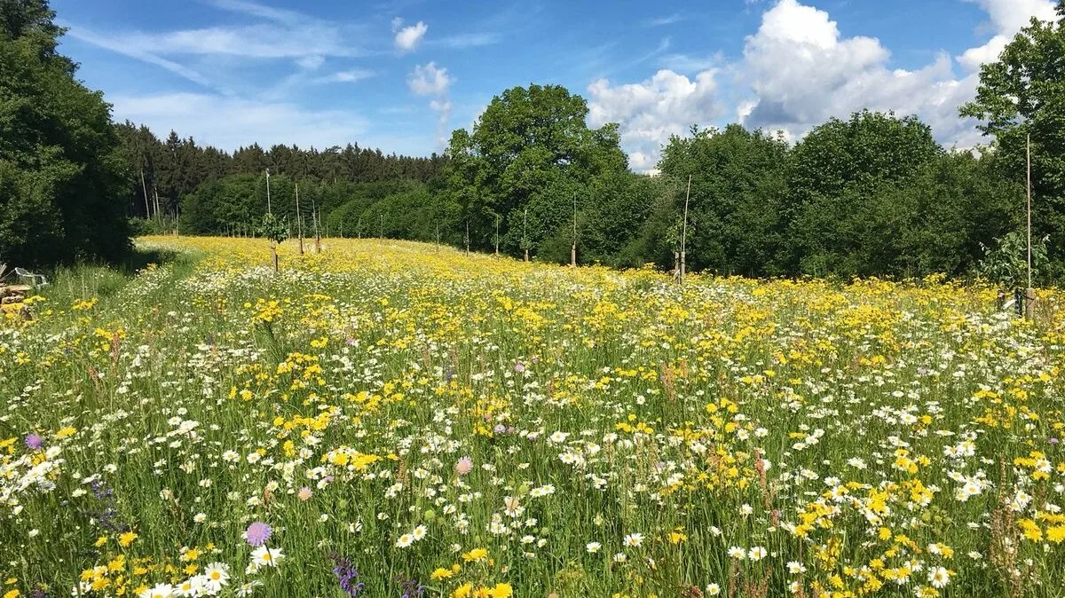 Blumenwiese 50 Blumen 50 Gräser RH