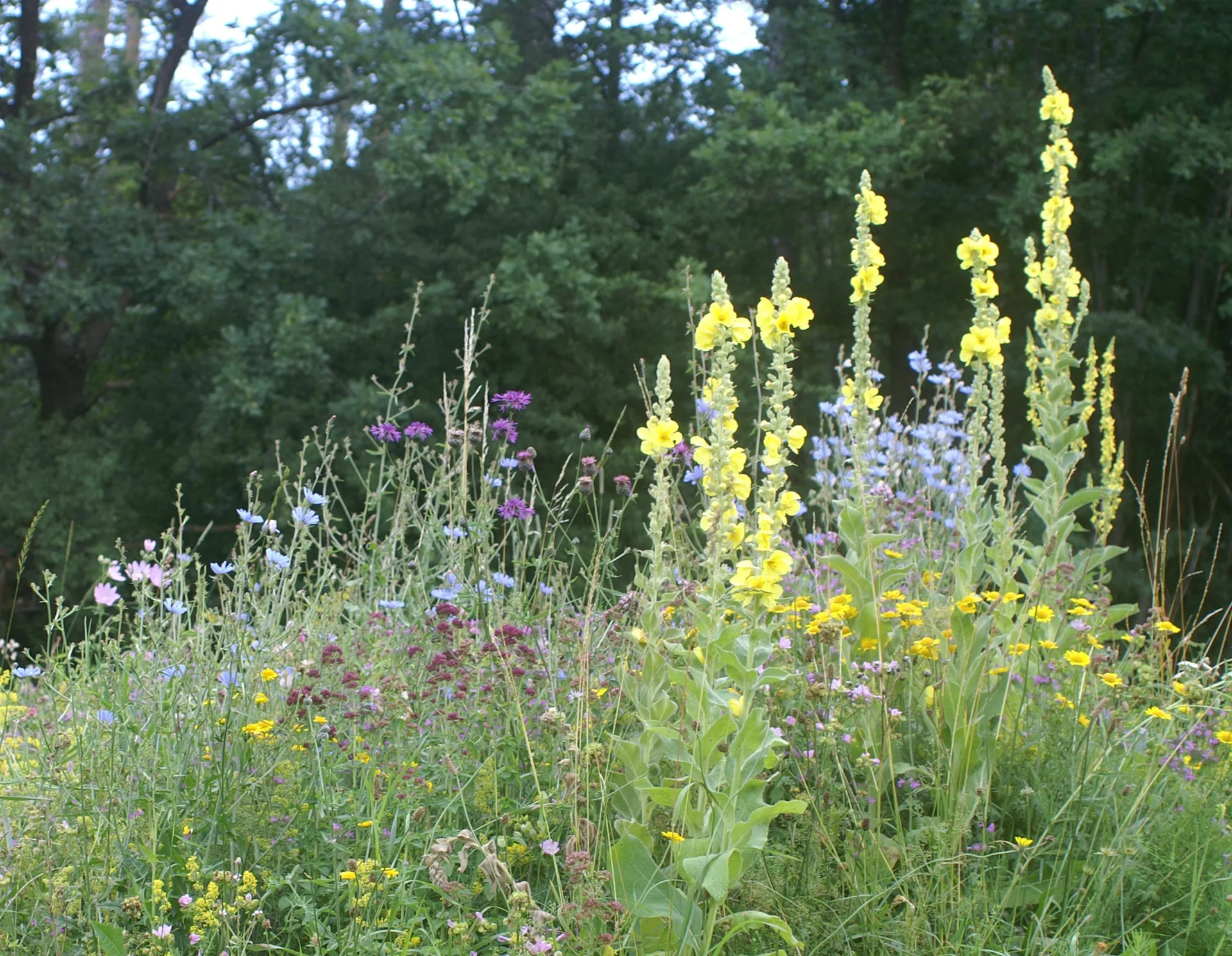 Blumenwiese Schmetterlings- /Wildbienensaum (10 g)