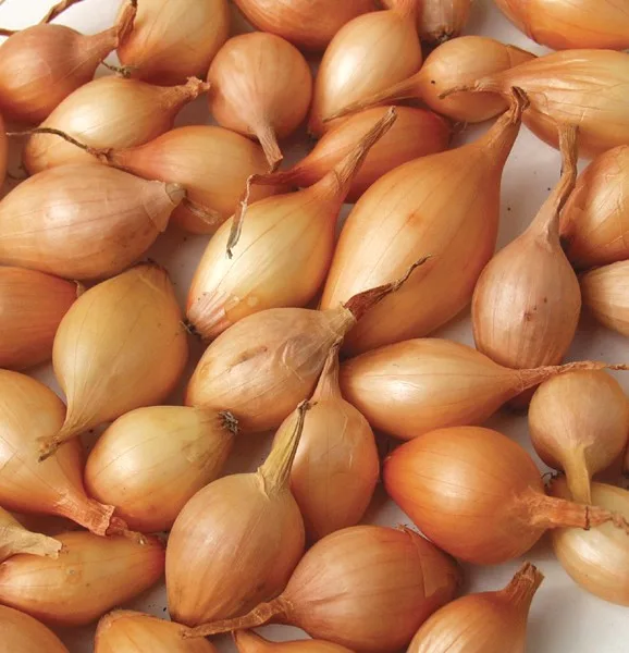 Braune Steckzwiebel Sturon 500 g