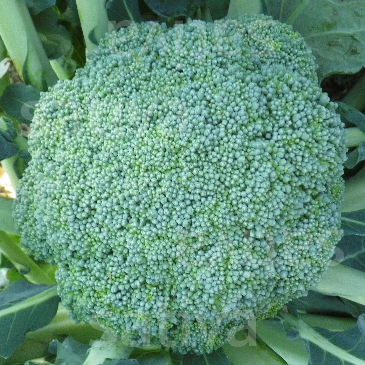 Broccoli Calabrese Natalino Bio