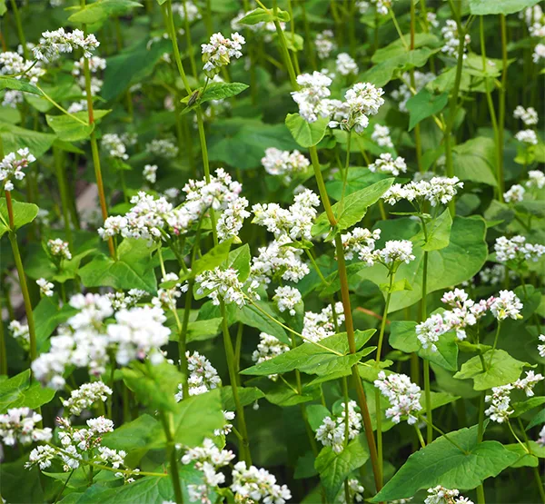 Buchweizen