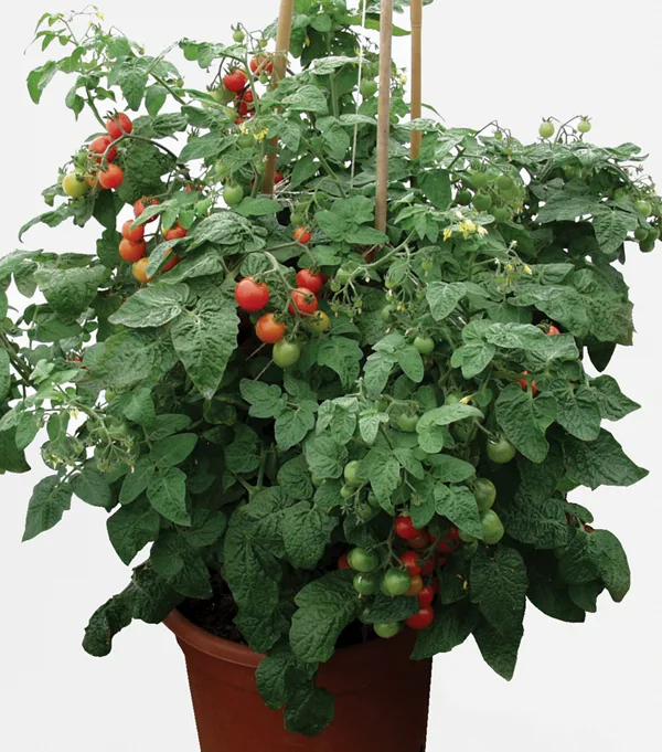 Busch- und Topf Tomate Baby Boomer F1