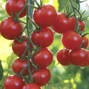 Cherry T. Gardeners Delight