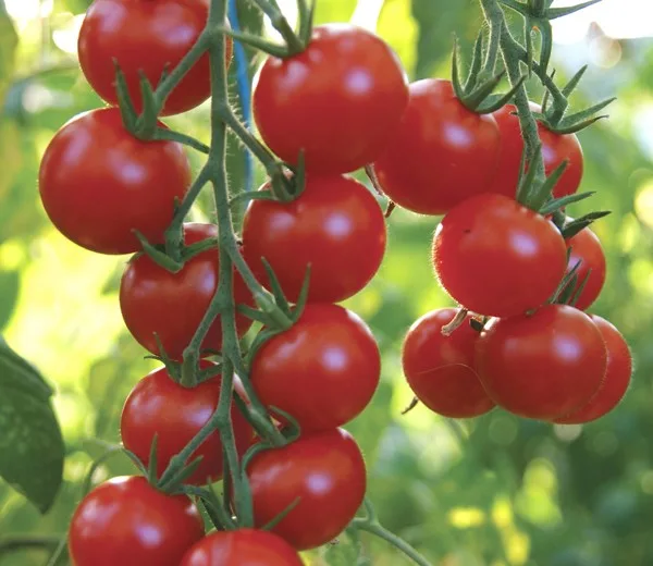 Cherry T. Gardeners Delight