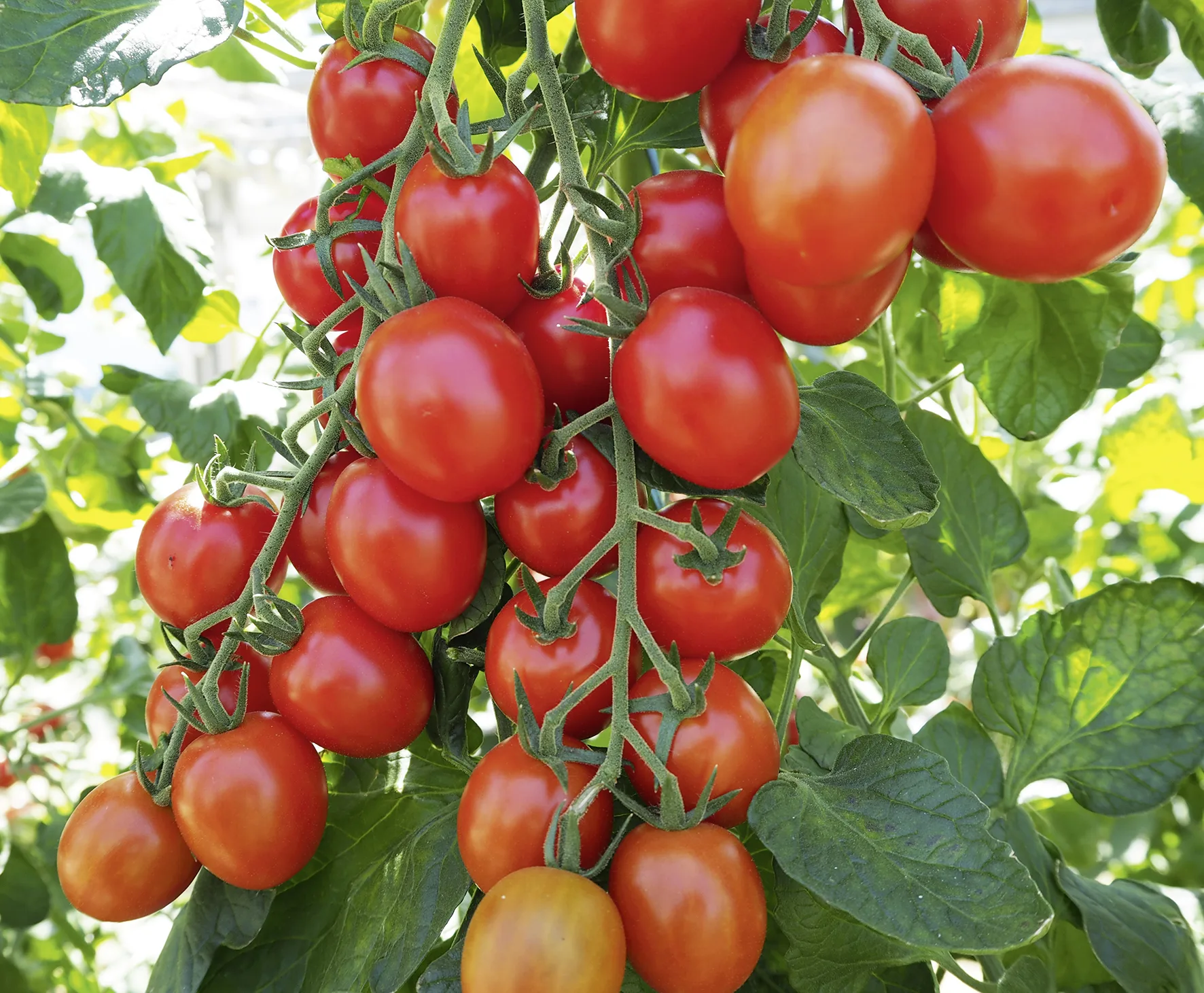 Cherry T. Monterrey F1 - Bio
