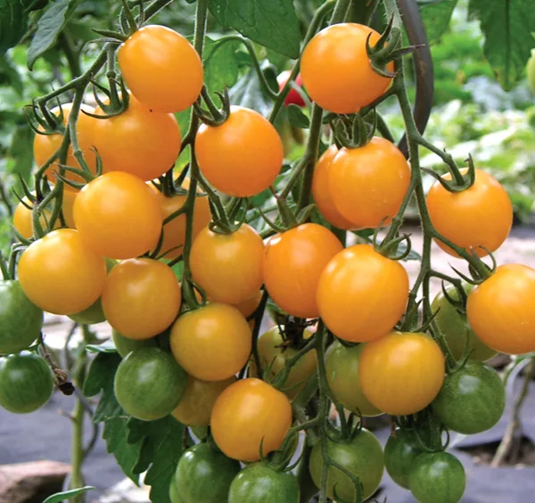 Cherry Tom. Golden Pearl F1