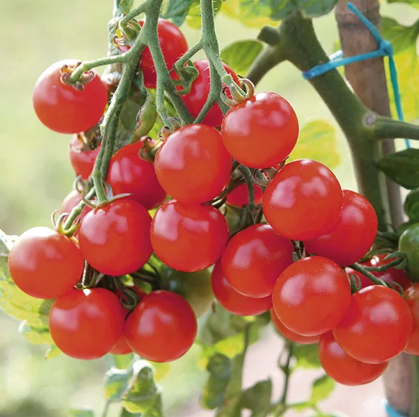 Cherry Tomate Pepe F1