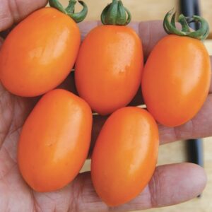 Cocktail Tomate Nugget F1 (orange)