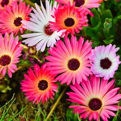 Dorotheanthus Mittagsblume Mischung