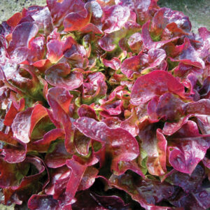Eichblattsalat Navara (rot)