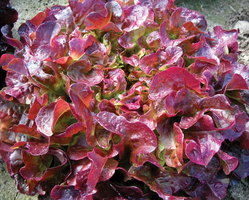 Eichblattsalat Navara (rot)