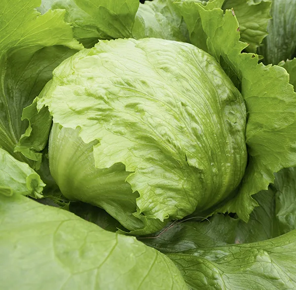 Eissalat Gustinas (Saatpillen)