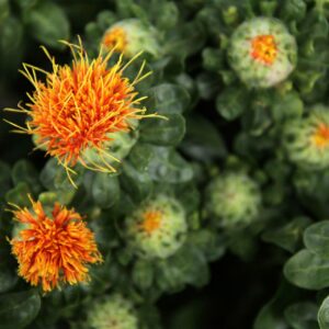 Färberdistel, Saflor