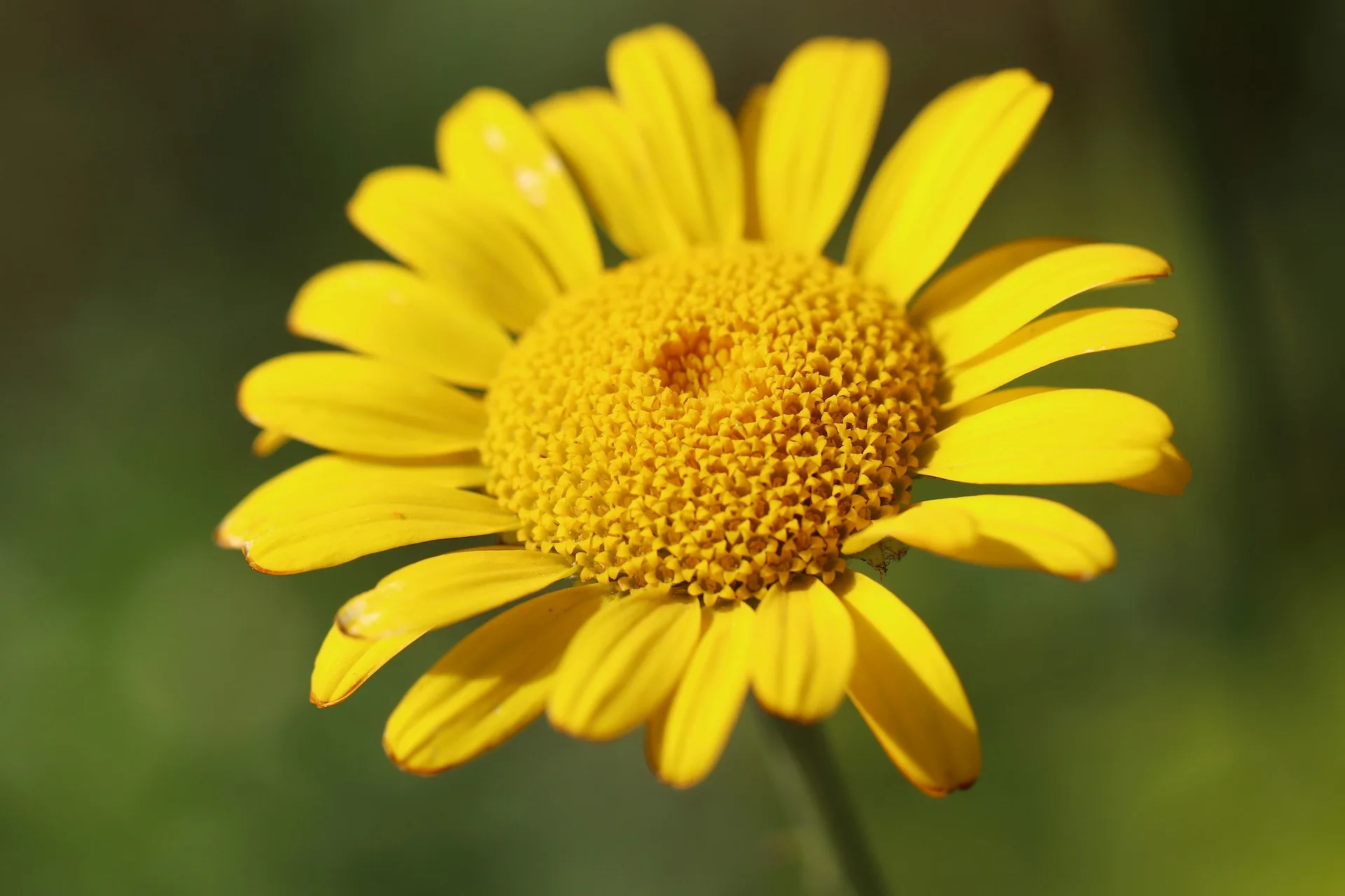 Färberkamille Anthemis Tinctoria