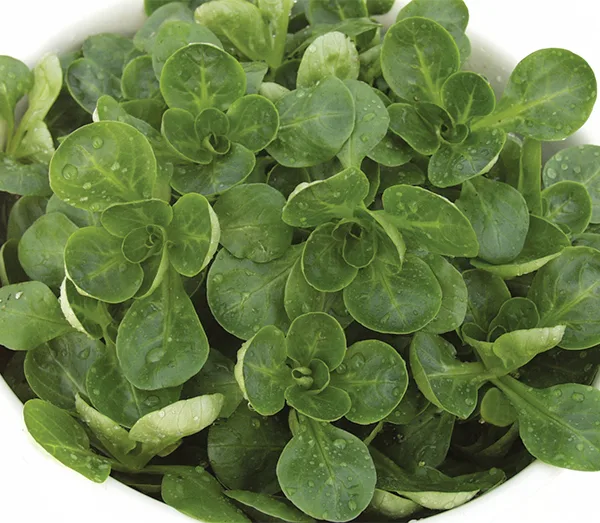 Feldsalat Accent