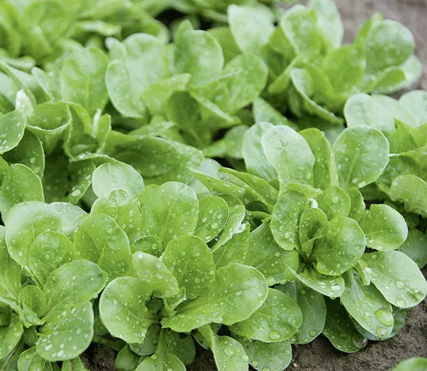 Feldsalat Amely