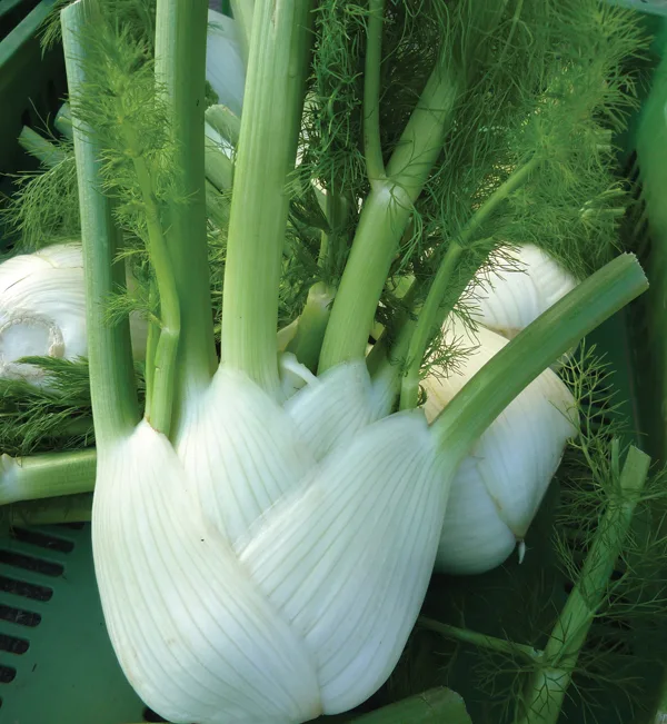 Fenchel Finale