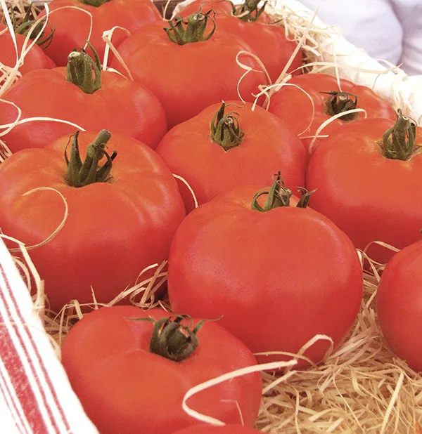 Fleisch Tomate Maestria F1