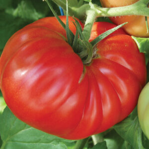 Fleischtomate Country Taste F1