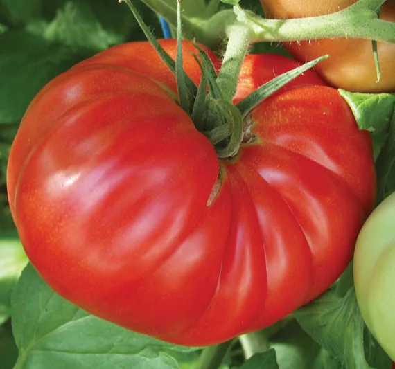 Fleischtomate Country Taste F1