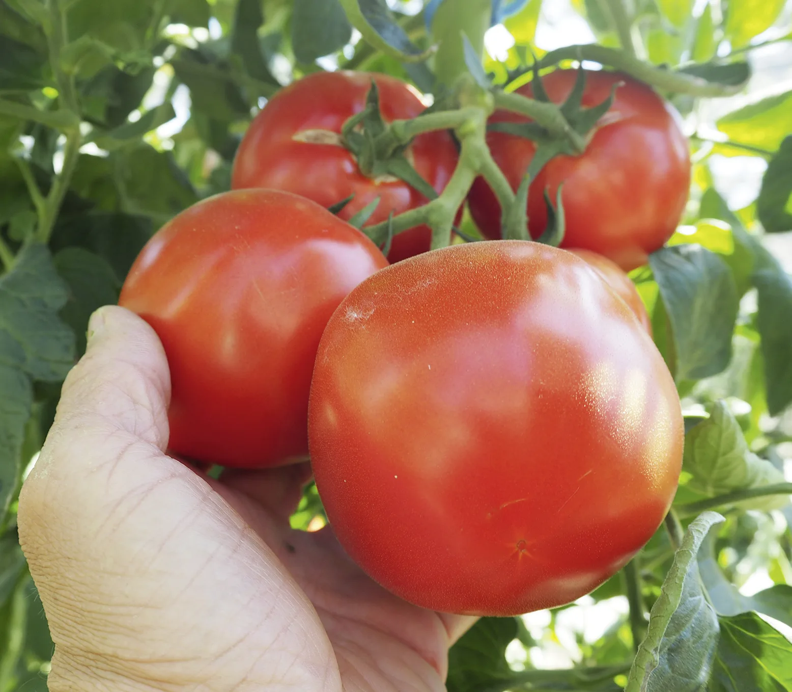 Fleischtomate Fantasio F1