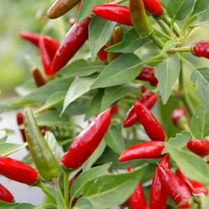 Freiland Chili Rotes Teufele