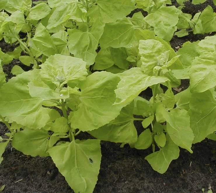 Gartenmeldesamen Gelbe (Lichtgrüne) Bio