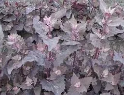 Gartenmeldesamen Rote Bio
