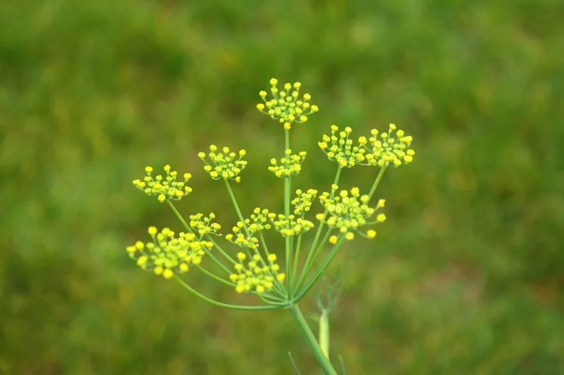 Gewürzfenchel
