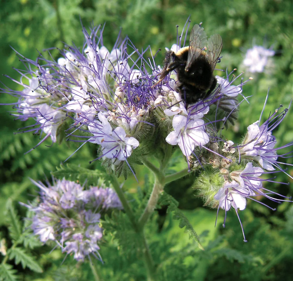 Gründünger Phacelia (18 g)